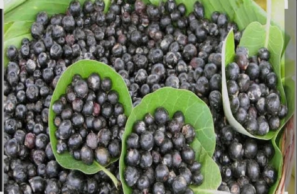 Karvande trees are blooming