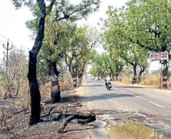 महामार्गावरील कडुनिंबाच्या झाडांची जाळपोळ