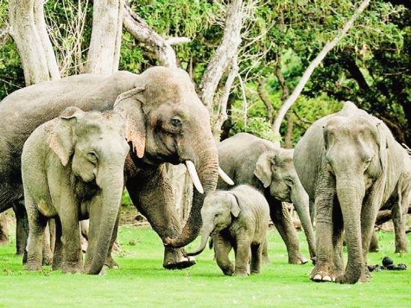 हत्तीच्या कळपाचा संग्रहित फोटो