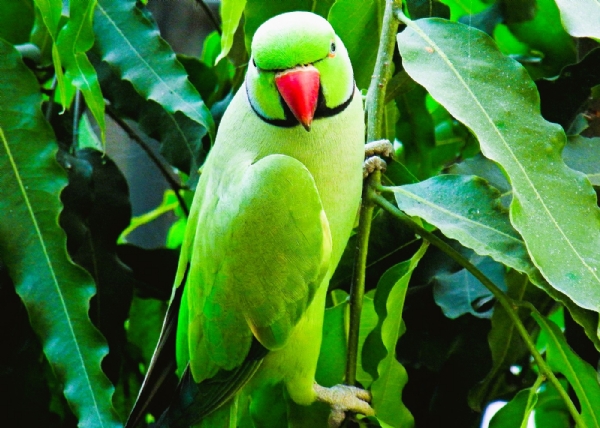 पोपटाचा संग्रहित फोटो