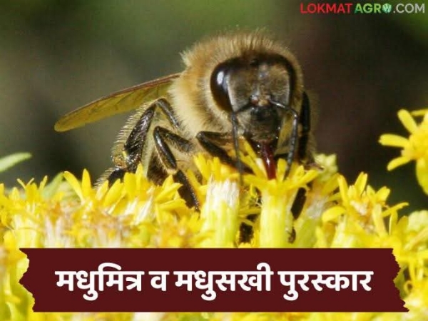 पुरस्कार