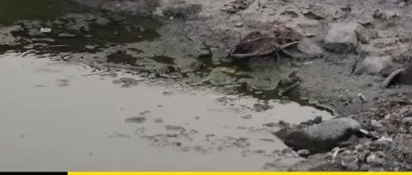 There are insects, worms and