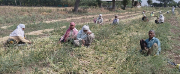 कवडीमोल भावामुळे कांदा उत्पादक संकटात; तळेगाव ठाकूरच्या शेतकऱ्यांची प्रशासनाकडे मदतीची मागणी..
