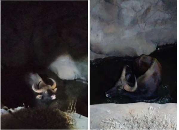 डोहात अडकलेला रानगवा