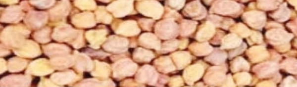 हरभरा खरेदी
