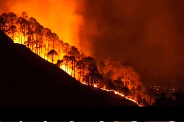 मेळघाटच्या जंगलात पुन्हा पेटला वणवा वन्यप्राणी व वनसपंदेचे नुकसान