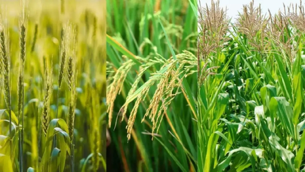 उन्हाळी पिकांची लागवड वाढली