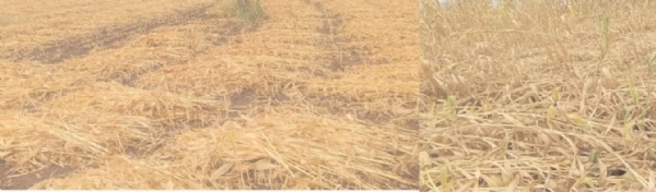 अवकाळी पाऊस