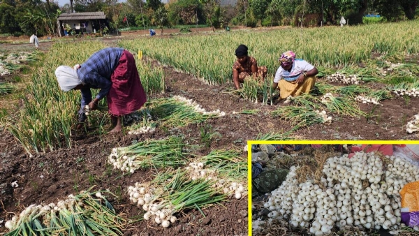 Raigad produces 3160 million tonnes of white onion; turnover of Rs 18.96 crores Raigad produces 3160 million tonnes of white onion; turnover of Rs 18.96 crores
