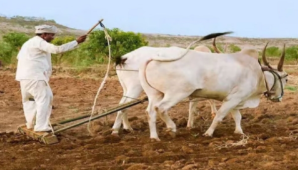 खरिप नुकसानभरपाईत विलंब; १.८५ लाख शेतकरी प्रतीक्षेत