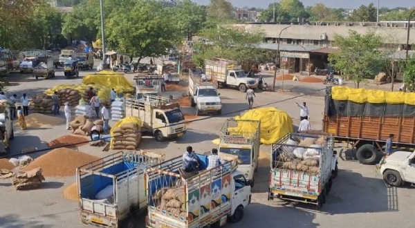 सुट्ट्यांचा परिणाम; अमरावती बाजार समितीत शेतमालाची आवक वाढली