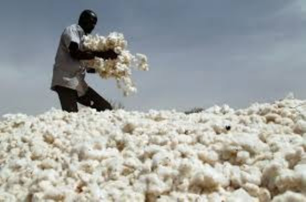 कापूस पोहचला 8300रुपयांवर कापसाच्या दरात एकाच वेळी 700ते 800रु ने वाढ कापूस पोहचला 8300रुपयांवर कापसाच्या दरात एकाच वेळी 700ते 800रु ने वाढ