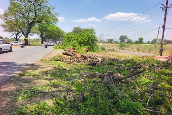 हिरव्यागार १४० कडूनिंब झाडांची कत्तल सुरू परतवाडा - अमरावती रस्त्याचे रुंदीकरण
