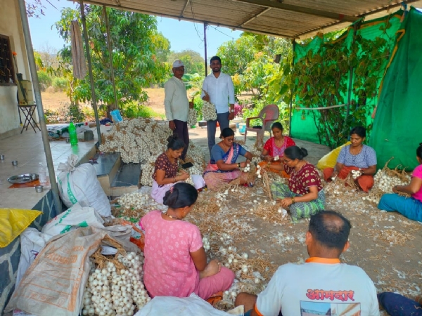 **पांढऱ्या कांद्याच्या उत्पादनात २५% घट; अलिबाग तालुक्यातील शेतकरी आर्थिक संकटात** बदलत्या हवामानाचा मोठा फटका यंदा अलिबाग तालुक्यातील पांढरा कांदा उत्पादक शेतकऱ्यांना बसला आहे. यावर्षी कांद्याच्या उत्पादनात सुमारे २५ टक्क्यांनी घट झाल्याची माहिती समोर आली असून, बाजारात तुटवडा निर्माण झाला आहे. परिणामी, कांदा उत्पादक शेतकरी गंभीर आर्थिक अडचणीत सापडल्याचे चित्र दिसत आहे. अलिबाग तालुक्यातील कार्ले, खंडाळे आणि परिसरातील भागातील पांढरा कांदा हा चविष्ट व औषधी गुणधर्मांनी समृद्ध म्हणून ओळखला जातो. त्यामुळे या कांद्याला मुंबई, पुण्यासह राज्यातील तसेच देश-विदेशातून मोठ्या प्रमाणावर मागणी असते. नेहुली, खंडाळे, कार्ले, मुळे, वाडगाव, तळवली या गावांमध्ये प्रामुख्याने या कांद्याची लागवड केली जाते. दोन वर्षांपूर्वी अलिबागच्या पांढऱ्या कांद्याला भौगोलिक मानांकन (जीआय टॅग) मिळाल्यानंतर शेतकऱ्यांचा उत्साह वाढला होता. त्यामुळे यंदा २२१ हेक्टरवरून तब्बल ३१६ हेक्टर क्षेत्रावर लागवड करण्यात आली. मात्र, पावसाचे आगमन उशिरा झाल्याने लागवडीवर विपरीत परिणाम झाला. त्यातून सावरण्याचा प्रयत्न शेतकऱ्यांनी केला असला तरी बदलत्या हवामानाचा परिणाम पिकावर झाला. गतवर्षीच्या तुलनेत यंदा कांदा उशिरा तयार झाला आणि उत्पादनातही लक्षणीय घट झाली. सुमारे २५ टक्के उत्पादन घटल्याने बाजारात कांद्याचा तुटवडा जाणवू लागला आहे. सध्या बाजारात काही ठिकाणी २०० रुपये, तर काही ठिकाणी २५० ते ३०० रुपये प्रतिमाळ दराने कांद्याची विक्री होत आहे. मागणी जास्त आणि पुरवठा कमी अशी परिस्थिती निर्माण झाली असून, आकारानुसार दर ठरवले जात आहेत. सध्याची परिस्थिती कायम राहिल्यास पुढील महिन्यात पांढरा कांदा बाजारात उपलब्ध होणे कठीण होण्याची शक्यता व्यक्त केली जात आहे. त्यामुळे दरात आणखी वाढ होण्याची शक्यता वर्तवली जात आहे. यंदा अलिबागच्या पांढऱ्या कांद्याला दुबईसह आखाती देशांतून मोठी मागणी आली होती. दोन टनांहून अधिक कांद्याची मागणी नोंदवली गेली होती. मात्र, आखाती देशांतील युद्धजन्य परिस्थितीमुळे ही मागणी अचानक रद्द करण्यात आली. त्यामुळे निर्यातीवर परिणाम झाला असून, शेतकऱ्यांना अपेक्षित बाजारपेठ गमवावी लागल्याची माहिती कांदा उत्पादकांनी दिली आहे. **पांढऱ्या कांद्याच्या उत्पादनात २५% घट; अलिबाग तालुक्यातील शेतकरी आर्थिक संकटात** बदलत्या हवामानाचा मोठा फटका यंदा अलिबाग तालुक्यातील पांढरा कांदा उत्पादक शेतकऱ्यांना बसला आहे. यावर्षी कांद्याच्या उत्पादनात सुमारे २५ टक्क्यांनी घट झाल्याची माहिती समोर आली असून, बाजारात तुटवडा निर्माण झाला आहे. परिणामी, कांदा उत्पादक शेतकरी गंभीर आर्थिक अडचणीत सापडल्याचे चित्र दिसत आहे. अलिबाग तालुक्यातील कार्ले, खंडाळे आणि परिसरातील भागातील पांढरा कांदा हा चविष्ट व औषधी गुणधर्मांनी समृद्ध म्हणून ओळखला जातो. त्यामुळे या कांद्याला मुंबई, पुण्यासह राज्यातील तसेच देश-विदेशातून मोठ्या प्रमाणावर मागणी असते. नेहुली, खंडाळे, कार्ले, मुळे, वाडगाव, तळवली या गावांमध्ये प्रामुख्याने या कांद्याची लागवड केली जाते. दोन वर्षांपूर्वी अलिबागच्या पांढऱ्या कांद्याला भौगोलिक मानांकन (जीआय टॅग) मिळाल्यानंतर शेतकऱ्यांचा उत्साह वाढला होता. त्यामुळे यंदा २२१ हेक्टरवरून तब्बल ३१६ हेक्टर क्षेत्रावर लागवड करण्यात आली. मात्र, पावसाचे आगमन उशिरा झाल्याने लागवडीवर विपरीत परिणाम झाला. त्यातून सावरण्याचा प्रयत्न शेतकऱ्यांनी केला असला तरी बदलत्या हवामानाचा परिणाम पिकावर झाला. गतवर्षीच्या तुलनेत यंदा कांदा उशिरा तयार झाला आणि उत्पादनातही लक्षणीय घट झाली. सुमारे २५ टक्के उत्पादन घटल्याने बाजारात कांद्याचा तुटवडा जाणवू लागला आहे. सध्या बाजारात काही ठिकाणी २०० रुपये, तर काही ठिकाणी २५० ते ३०० रुपये प्रतिमाळ दराने कांद्याची विक्री होत आहे. मागणी जास्त आणि पुरवठा कमी अशी परिस्थिती निर्माण झाली असून, आकारानुसार दर ठरवले जात आहेत. सध्याची परिस्थिती कायम राहिल्यास पुढील महिन्यात पांढरा कांदा बाजारात उपलब्ध होणे कठीण होण्याची शक्यता व्यक्त केली जात आहे. त्यामुळे दरात आणखी वाढ होण्याची शक्यता वर्तवली जात आहे. यंदा अलिबागच्या पांढऱ्या कांद्याला दुबईसह आखाती देशांतून मोठी मागणी आली होती. दोन टनांहून अधिक कांद्याची मागणी नोंदवली गेली होती. मात्र, आखाती देशांतील युद्धजन्य परिस्थितीमुळे ही मागणी अचानक रद्द करण्यात आली. त्यामुळे निर्यातीवर परिणाम झाला असून, शेतकऱ्यांना अपेक्षित बाजारपेठ गमवावी लागल्याची माहिती कांदा उत्पादकांनी दिली आहे.