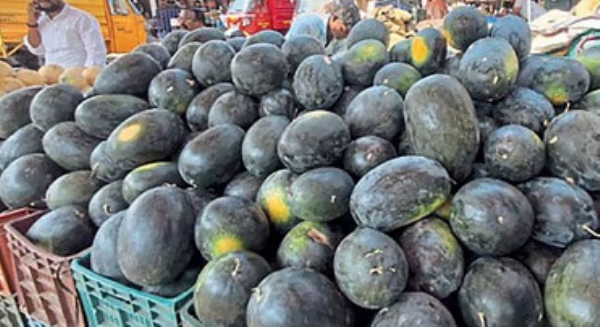 कलिंगडाच्या भावात घसरण, शेतकरी चिंतेत शहरात १५रु किलो दराने विक्री कलिंगडाच्या भावात घसरण, शेतकरी चिंतेत शहरात १५रु किलो दराने विक्री