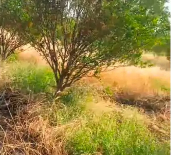 वीज तारांमधून पडलेल्या ठिणग्यांनी शेतात आग:गहू आणि संत्रा बागेचे मोठे नुकसान, वीज तारांमधून पडलेल्या ठिणग्यांनी शेतात आग:गहू आणि संत्रा बागेचे मोठे नुकसान,