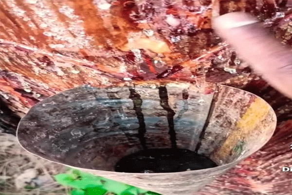 मेळघाटातून सालई डिंकाची तस्करी सुरूच बारातांडा नाक्यावरुन मध्य प्रदेशात वाहतूक -विषारी इंजेक्शन टोचून काढतात डिंक