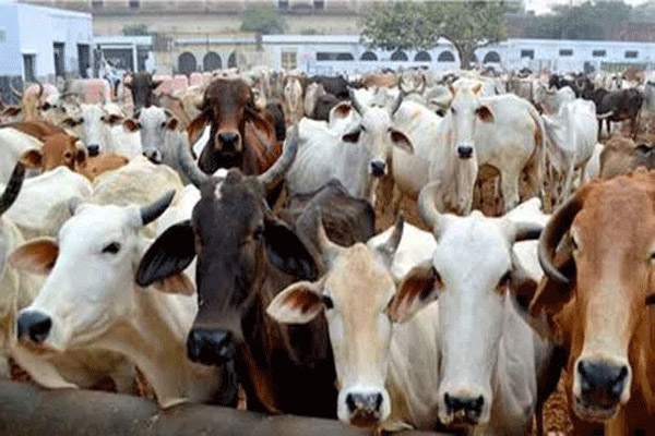 मोझरी बायपासवर २१ गोवंशांची सुटका २६.२० लाखांचा मुद्देमाल जप्त -अवैध गोवंश वाहतूक पुन्हा उघड