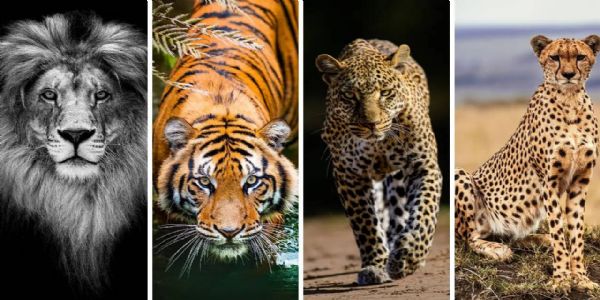 देशातील मार्जार कुळातील संवर्धनावर आधारित पाच विषयांवर कार्यक्रमांचे आयोजन