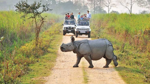 Assam Kaziranga Sanctuary Jeep Safaris Halt May 25 Due Monsoon Assam Kaziranga Sanctuary Jeep Safaris Halt May 25 Due Monsoon