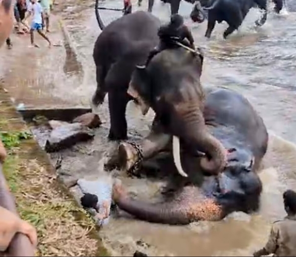 karnataka elephant fight Woman death dubare elephant camp