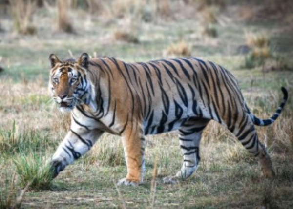 मेळघाटातील धुळघाट, बारुखेडा परिसरात वाघाचे दर्शन मेळघाटातील धुळघाट, बारुखेडा परिसरात वाघाचे दर्शन