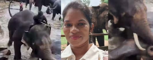 karnataka elephant fight Woman death dubare elephant camp