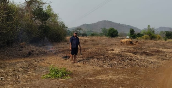 Agriculture is ready in Raigad; Cultivation is in full swing