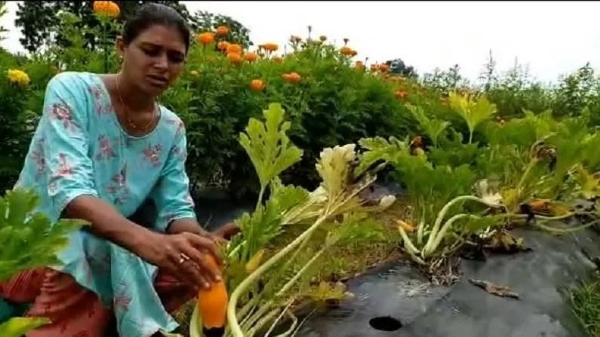 उष्णतेचा तडाखा आणि घसरलेले दर; भाजीपाला व फळपिकांवर दुहेरी संकट