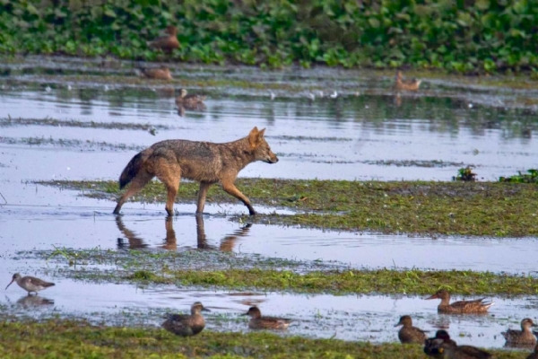 Animal census on the