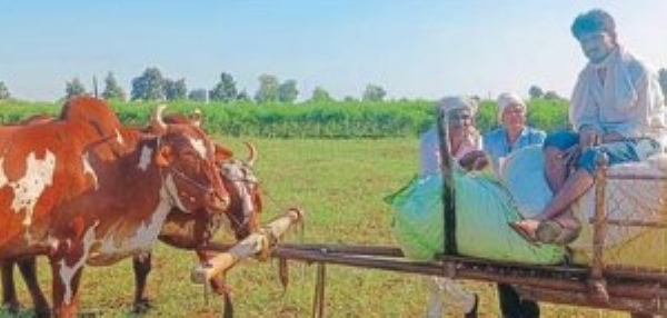 खर्चाच्या तुलनेत हमीभावात तोकडी वाढ खर्चाच्या तुलनेत हमीभावात तोकडी वाढ