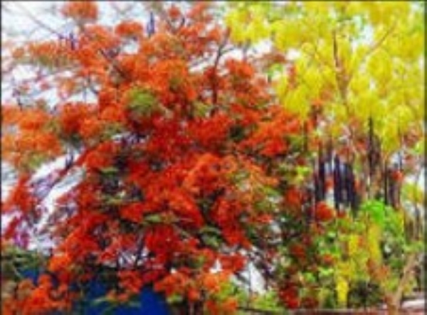 बहाव्याच्या बहराने दिले पावसाचे शुभसंकेत बहाव्याच्या बहराने दिले पावसाचे शुभसंकेत
