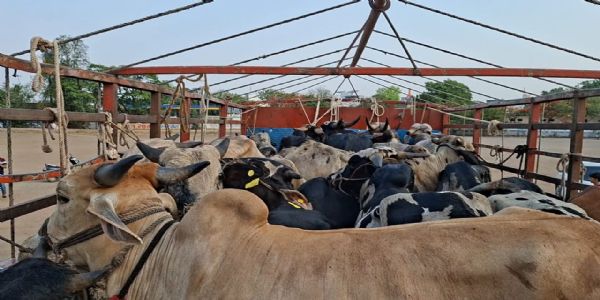 येवल्यात गो-तस्करीचा प्रकार उघड; २० गाईंची सुटका