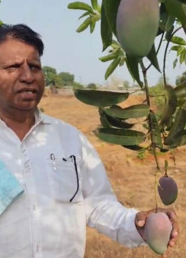 महागडा आंबा महागडा आंबा