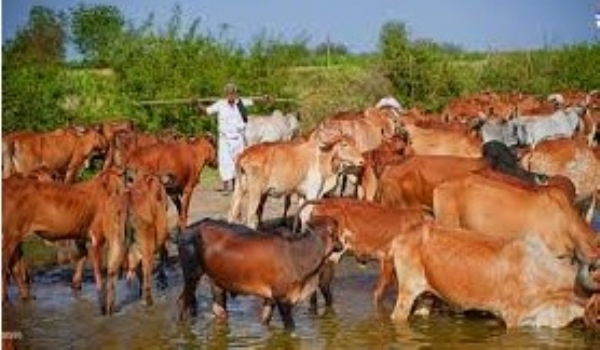 Big opportunity for rural livestock farmers; Online application process coming soon Big opportunity for rural livestock farmers; Online application process coming soon