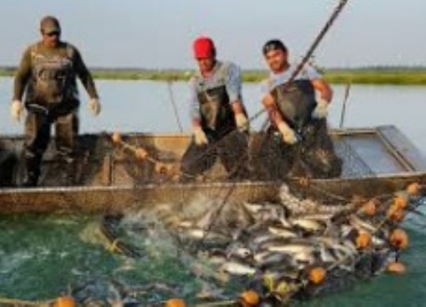 Mechanized fishing banned in Maharashtra from June 1; Warning of strict action against violators Mechanized fishing banned in Maharashtra from June 1; Warning of strict action against violators