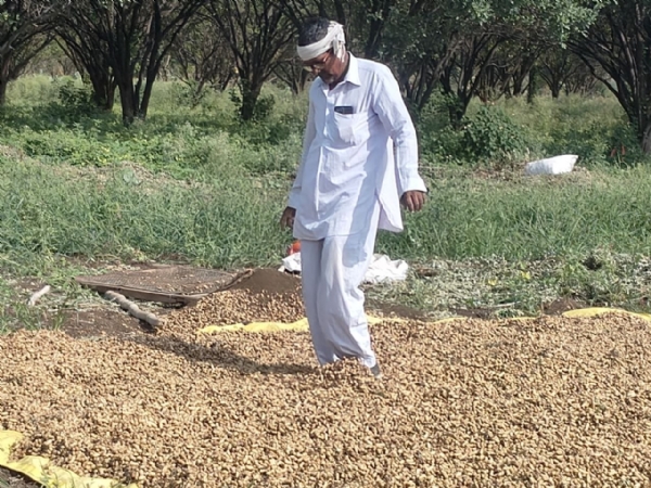 तळेगाव ठाकूर येथे भुईमुंग काढणीला सुरुवात वाढत्या खर्चामुळे लागवड मध्ये घट.. तळेगाव ठाकूर येथे भुईमुंग काढणीला सुरुवात वाढत्या खर्चामुळे लागवड मध्ये घट..