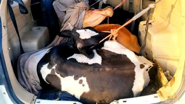 Cattle smugglers hit a