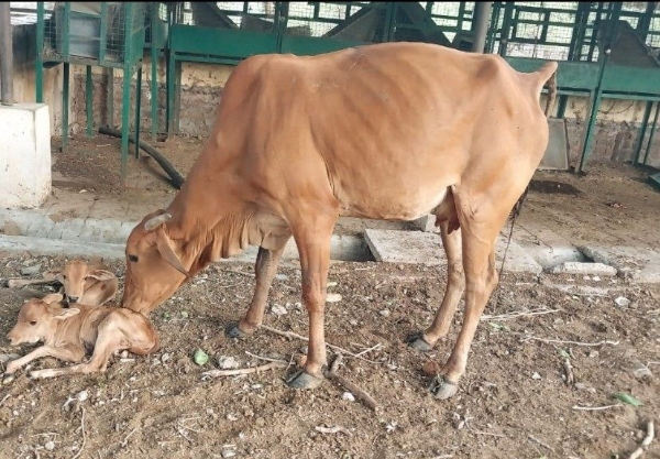 लाल कंधारी गायीने दिला जुळ्या कालवडींना जन्म :  परभणीतील पशुवैद्यकीय महाविद्यालयाच्या संशोधन प्रक्षेत्रावरील दुर्मीळ घटना; देशी गोवंश संवर्धनाला नवी प्रेरणा
