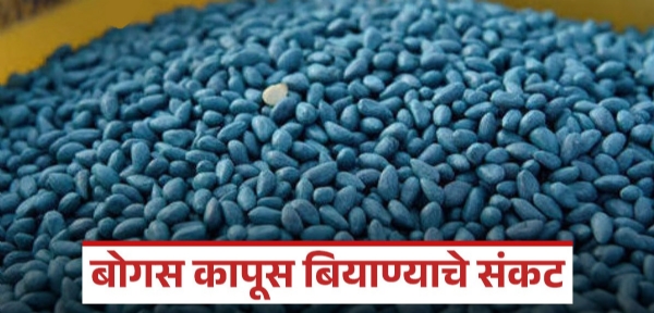 शेतकऱ्यांना ‘ट्रीप’चे आमिष; तेलंगणा-आंध्र बियाण्यांचा विदर्भात शिरकाव