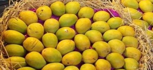 आंबा आंबा