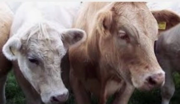 Livestock-vaccination-accelera Livestock-vaccination-accelera