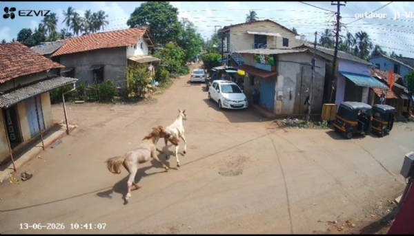 Horse-owners-negligence-fear Horse-owners-negligence-fear