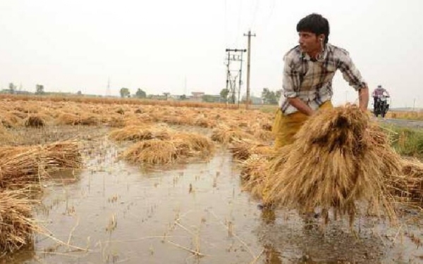 अवकाळी पाऊस नुकसान अवकाळी पाऊस नुकसान