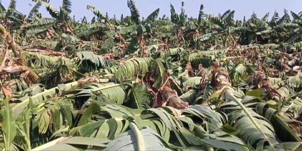 अकोला : हिवरखे सह तेल्हारा तालुक्यात वादळी वाऱ्याचे थैमान