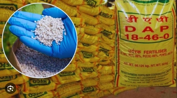 यूरिया-डीएपी खताचा साठाच नाही नेरपिंगळाई परिसरातील शेतकरी संकटात