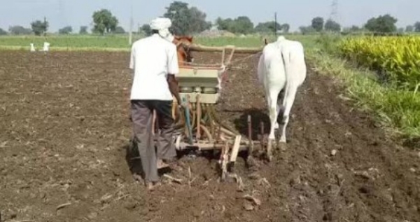 मान्सूनची दांडी; अमरावतीत केवळ १,८०० हेक्टरवर पेरणी, शेतकऱ्यांना घाई न करण्याचे कृषी विभागाचे आवाहन