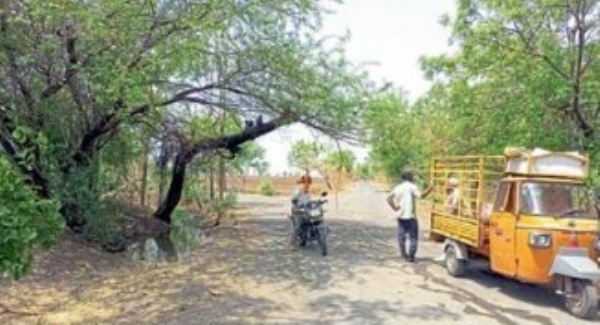 अपघाताला आमंत्रण देताहे बाभळीचे झाड