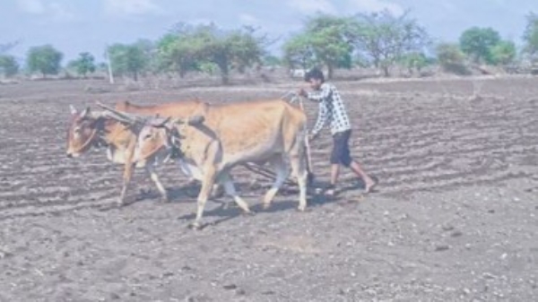 पेरणीची चिंता ; शेतीच्या आशेवर सौभाग्याचे लेण तारण ग्रामीण भागात बळीराजाची पेरणीसाठी धडपड