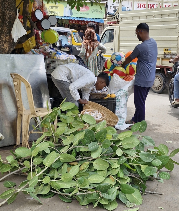 जन्मोजन्मी हाच पती मिळवण्यासाठी वडाच्या झाडाची कत्तल